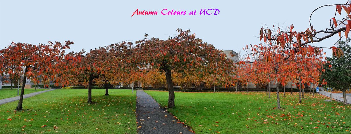 Nice autumn colours in UCD today <a href="/UCD_Geography/">UCD Geography</a>, <a href="/ucdsocscilaw/">UCD Social Sciences</a> , <a href="/UCDEarth/">UCD Earth Institute</a> , <a href="/ucddublin/">University College Dublin</a>
