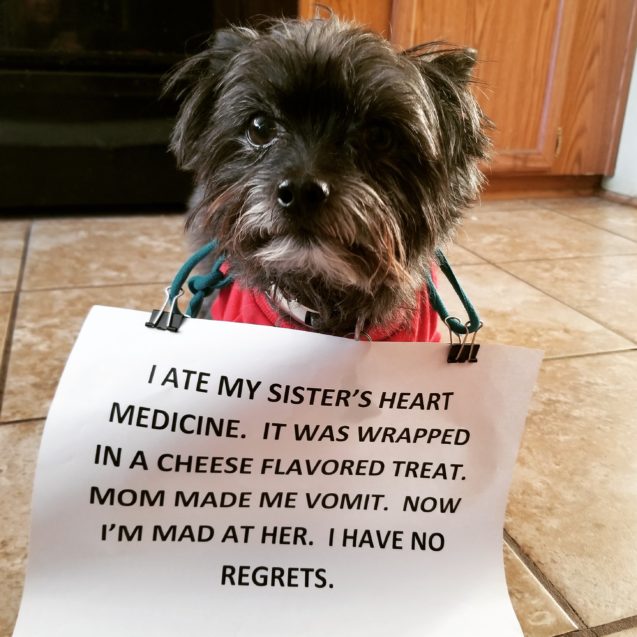 Dog Shaming tweet media