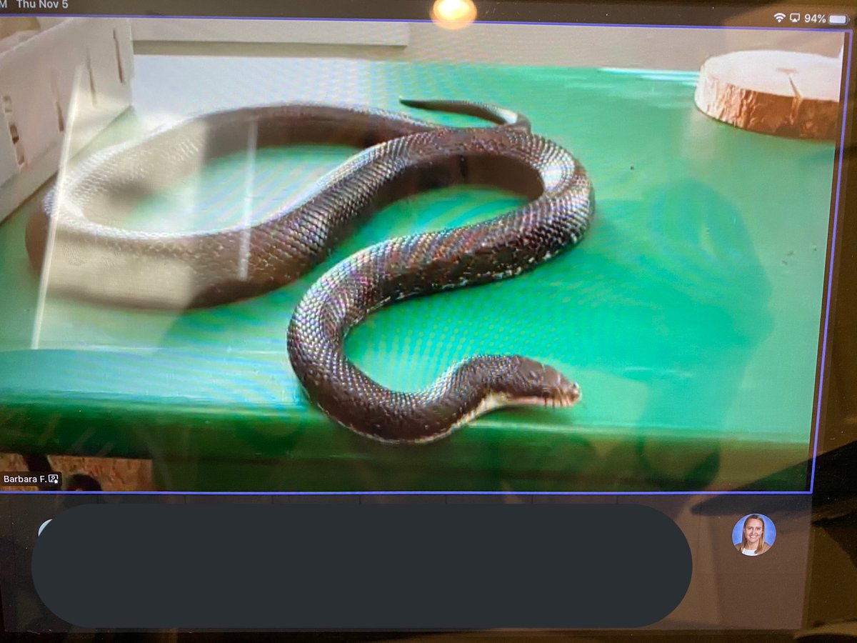 MrsKowalevicz's tweet photo. Learning how plants & animals change as the seasons change w/ Long Branch Nature Center π’ππ³π#VirtualFieldTrip #Inquirers #FirstGradeExplorers #FunInFirst #APSisAwesome @RandolphStars @APSscience https://t.co/kpJWBzIKWq