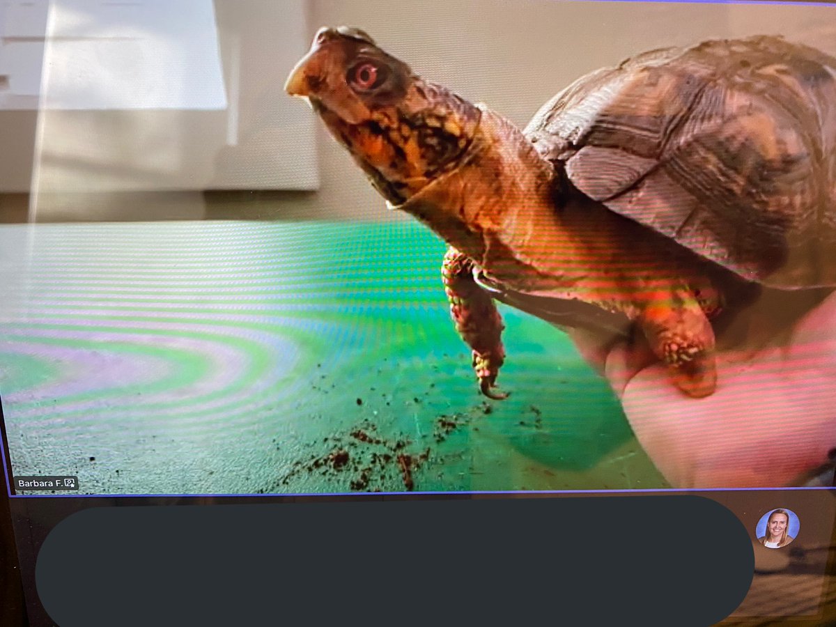 MrsKowalevicz's tweet photo. Learning how plants & animals change as the seasons change w/ Long Branch Nature Center π’ππ³π#VirtualFieldTrip #Inquirers #FirstGradeExplorers #FunInFirst #APSisAwesome @RandolphStars @APSscience https://t.co/kpJWBzIKWq