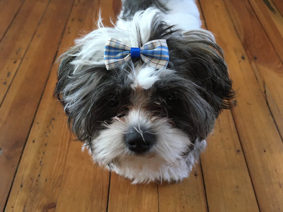 firstmeowcom's tweet photo. When you decide to go with the flow!  ⁦@CAA_Official⁩ #Retweet ⁦@StarChild_2001⁩ ⁦@violetcloudskye⁩ ⁦@JosietheShorkie⁩ #dogsoftwitter https://t.co/V6veh4mm6s