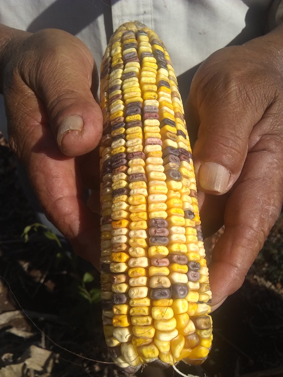 Our sixth <a href="/PalaeoRas/">PalaeoRAS</a> interview features Rik Rutjens, who is #modelling the ancient #milpa system 🌽in Mexico 🇲🇽and Belize 🇧🇿. <a href="/Karla_HerAgui/">Karla H. A.</a> kindly contributes photos to this piece blogs.nottingham.ac.uk/futurefood/202…

<a href="/RRutjens/">Rik</a> <a href="/UoNresearch/">Nottingham Research</a> <a href="/UoNMaths/">Nottingham Maths</a> <a href="/UoNBiosciences/">UoNBiosciences</a> @uonfarm