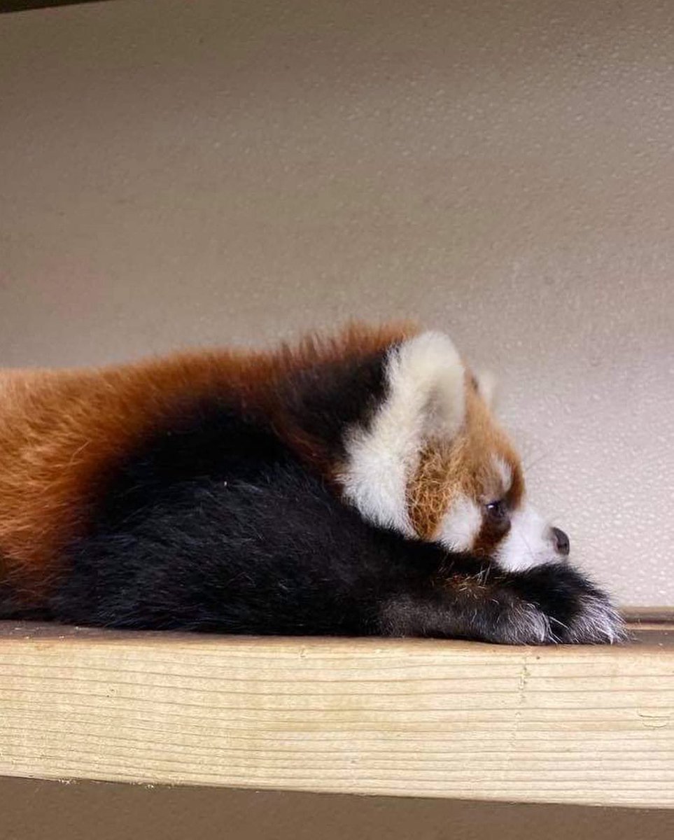 TheTorontoZoo's tweet photo. Eat, sleep, grow, repeat πΌπ¦ #BabyRed https://t.co/XQZQYdTmF2