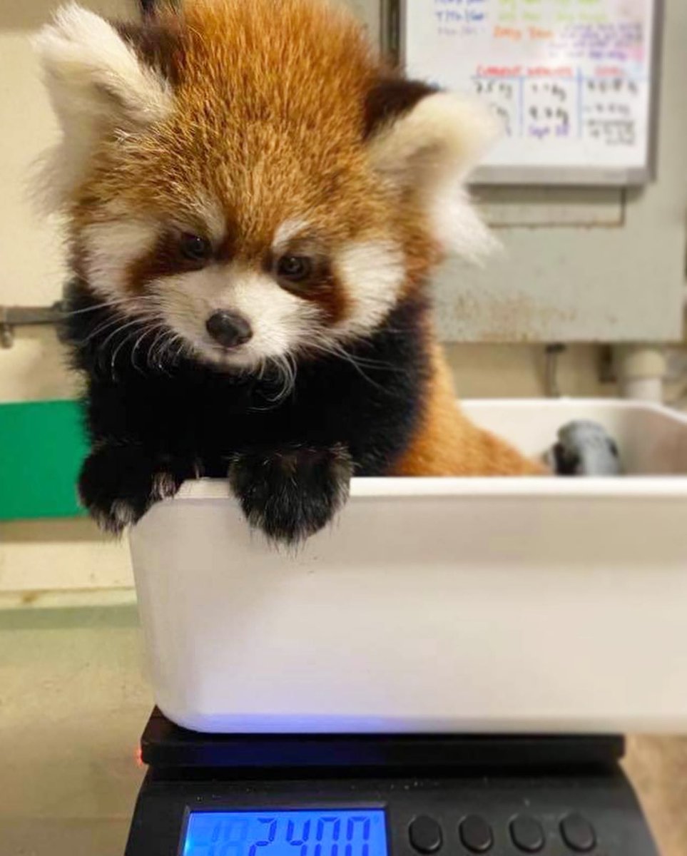 TheTorontoZoo's tweet photo. Eat, sleep, grow, repeat πΌπ¦ #BabyRed https://t.co/XQZQYdTmF2