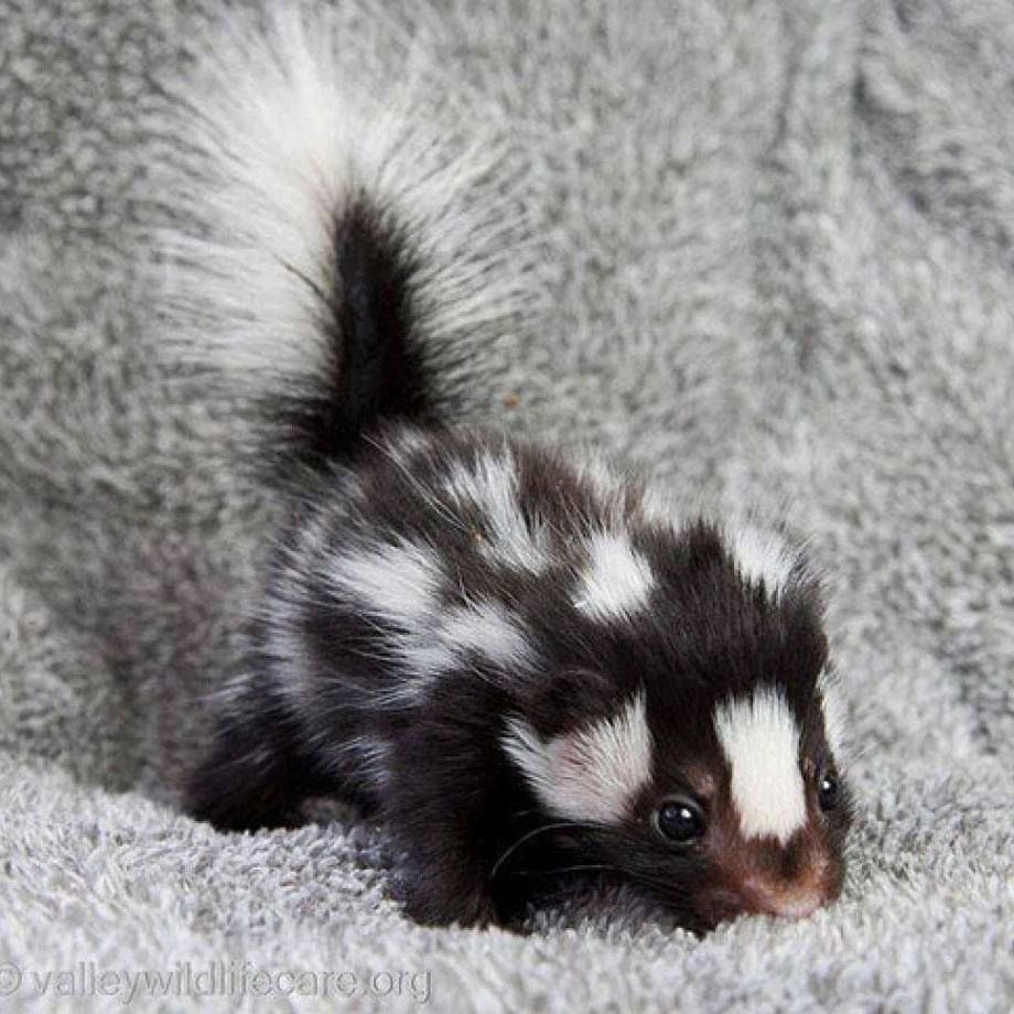 katelacour's tweet photo. Here’s a baby skunk https://t.co/LFlKB9Lmha