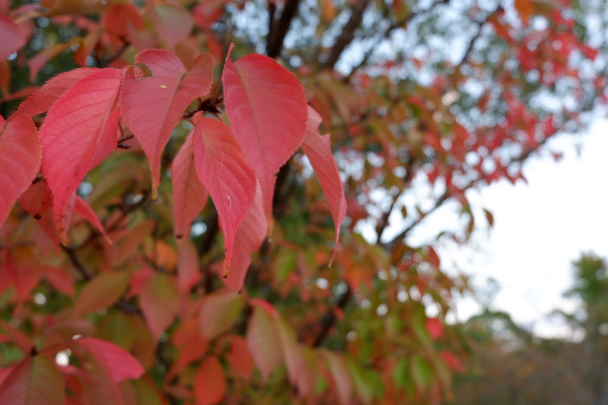 紅葉色づき始め