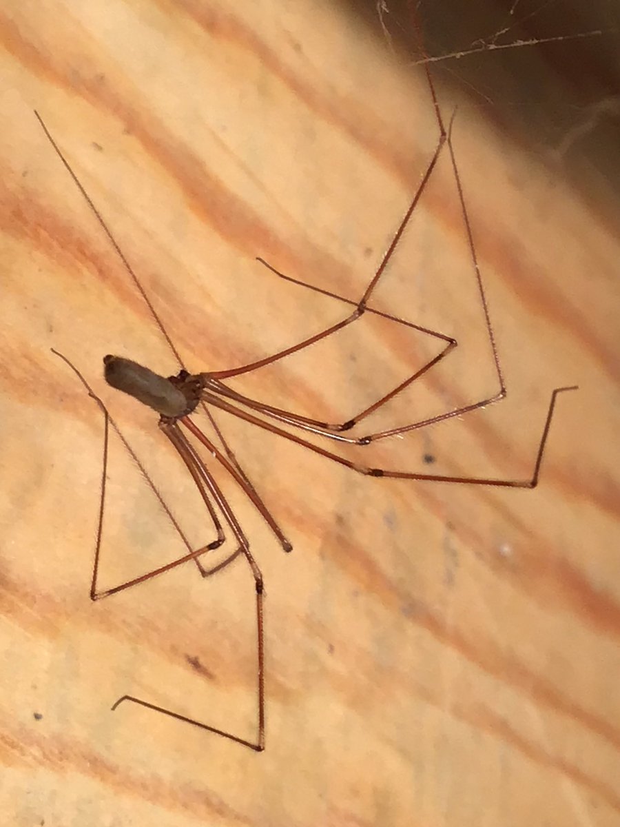 amey_tina's tweet photo. Came across this cellar spider in the boiler room today. Not sure if it’s the background but it looks a lot less grey than most others here @BritishSpiders @Britnatureguide @Buzz_dont_tweet @DevonWildlife #TwitterNatureCommunity #DevonNature https://t.co/IMYd0G0j5l