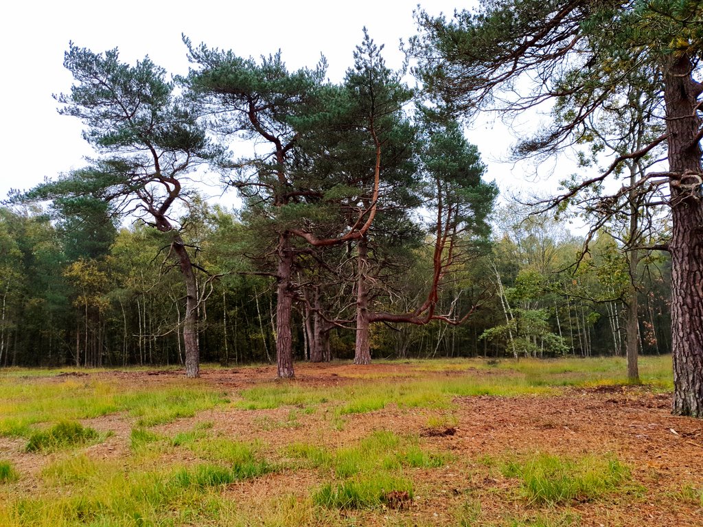 EarthReDiscover's tweet photo. If you look closely you can see two italian trees having a conversation. 

Prego

#walking #hiking #countryside #outside #rediscover #adventure #walkingapp #autumnvibes #visitengland #forest #woods  #woodland #autumn #trees #scenery #nature #landscape #photography https://t.co/iS0Zi7FS0k