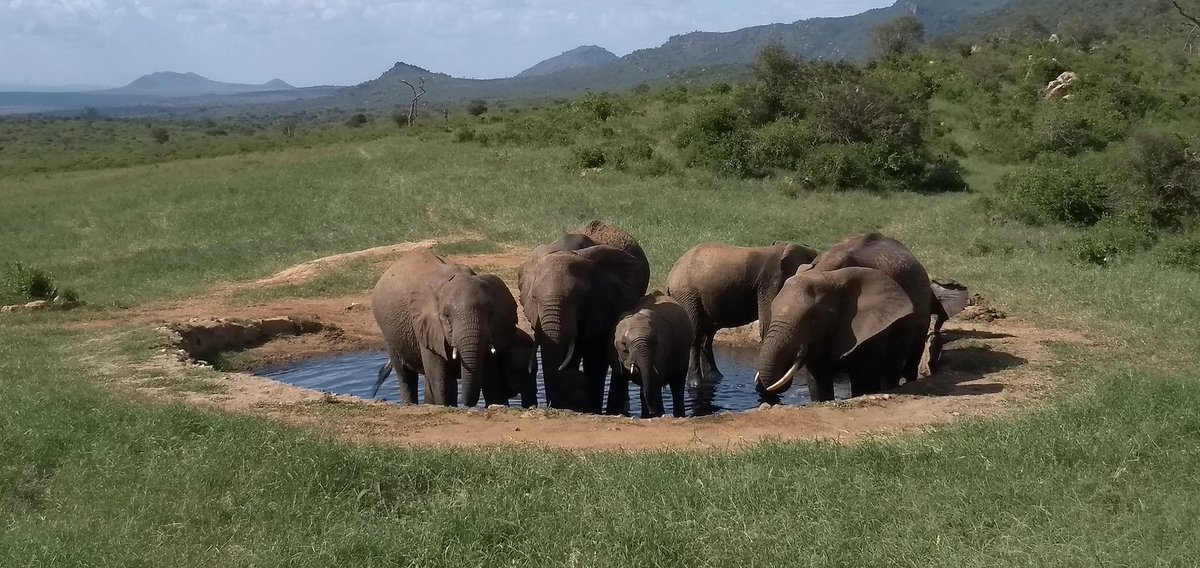 HollyJoynes's tweet photo. @caarocuadras @ste_kenya I felt the same, so found my photos from Kenya to cheer myself up... here's some elephants having a bath. https://t.co/K8A8Az4JNT