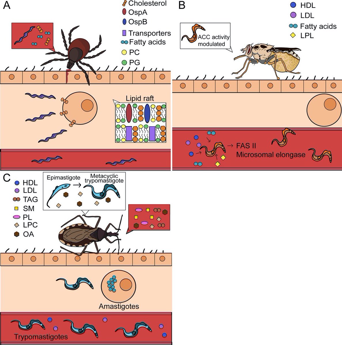 VectorBase's tweet photo. Lipid hijacking: a unifying theme in vector-borne diseases https://t.co/4b6169gKJW https://t.co/X993MfblDh