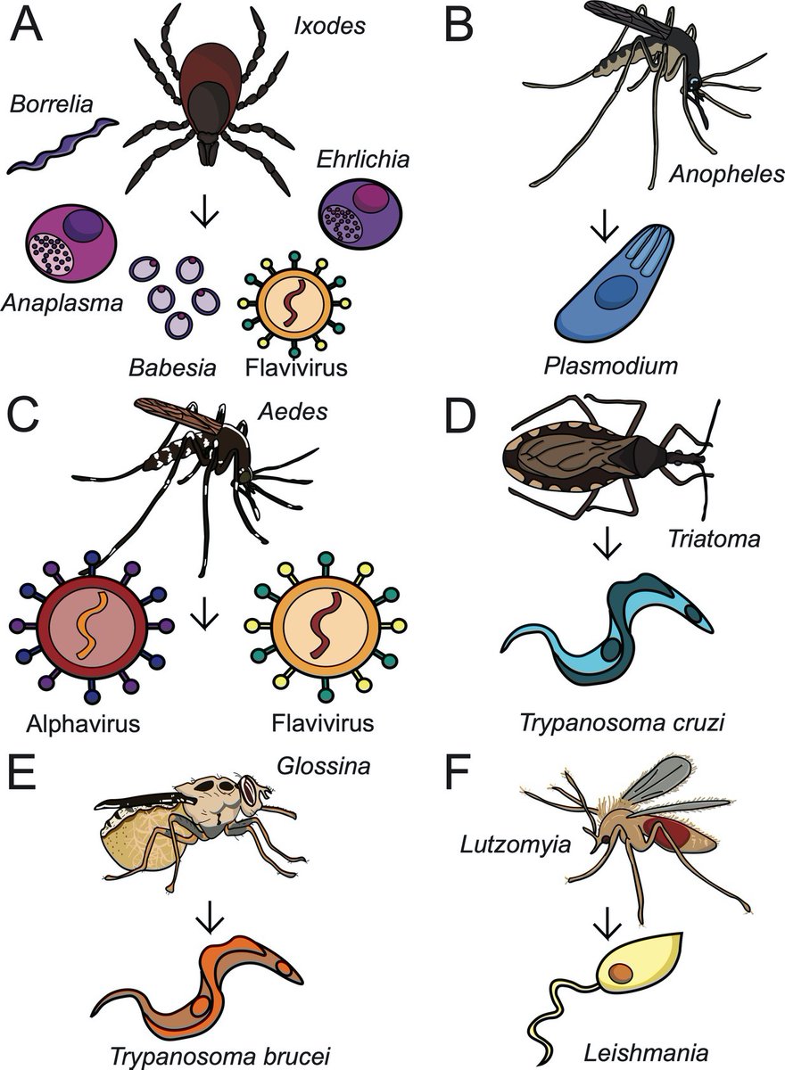 VectorBase's tweet photo. Lipid hijacking: a unifying theme in vector-borne diseases https://t.co/4b6169gKJW https://t.co/X993MfblDh