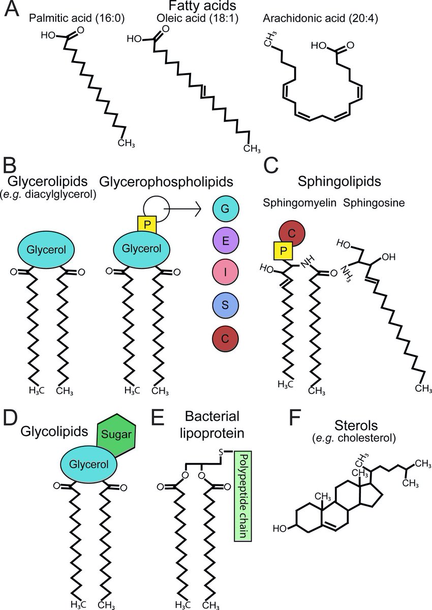 VectorBase's tweet photo. Lipid hijacking: a unifying theme in vector-borne diseases https://t.co/4b6169gKJW https://t.co/X993MfblDh