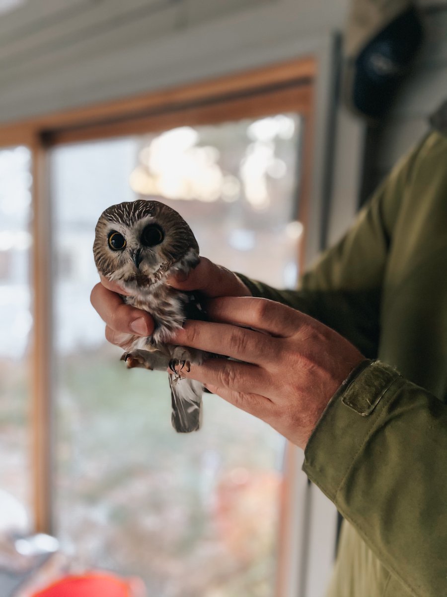 AnnieRaeMarques's tweet photo. Had a visitor this morning, I think this means I got into #Hogwarts Thanks for the #Owl @jk_rowling https://t.co/dLOoIfIWUZ