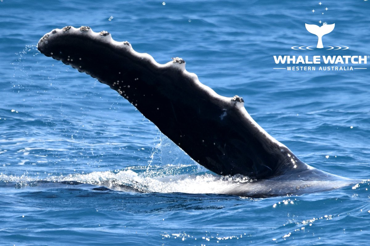 WhaleWatchWA's tweet photo. Perth Humpback Whales southbound journey has been underway since late August and the last of the mothers and their calves are now focusing in on the last few weeks of the season☀️🐳 Check out The Daily Whale™➡️ https://t.co/4XnPka3ZC2

#WhaleWatchWesternAustralia #JoinThePod https://t.co/mR1XVUD4DW