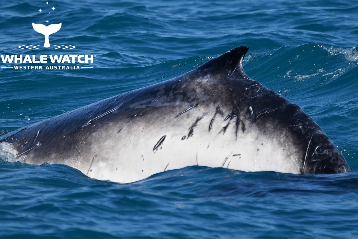 WhaleWatchWA's tweet photo. Perth Humpback Whales southbound journey has been underway since late August and the last of the mothers and their calves are now focusing in on the last few weeks of the season☀️🐳 Check out The Daily Whale™➡️ https://t.co/4XnPka3ZC2

#WhaleWatchWesternAustralia #JoinThePod https://t.co/mR1XVUD4DW