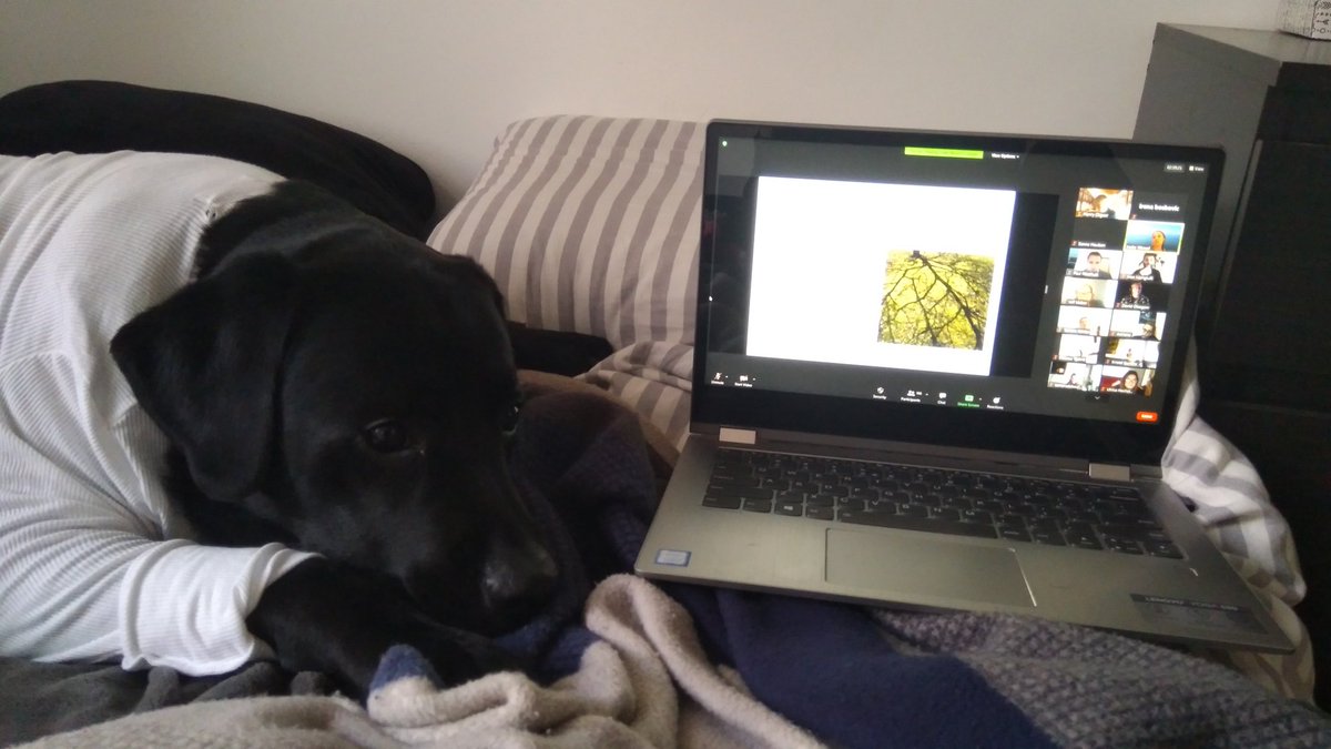 Irena_Boskovic's tweet image. And Zi is attending #ZPLS while in recovery from his surgery ❤️
#sciencedog