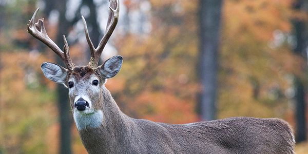 deerassociation's tweet photo. You’ve got a 5½-year-old buck standing broadside in your sights. He’s heavy-bodied and carries a large rack of antlers. But as you prepare to pull the trigger, a question enters your mind: Will he grow larger antlers next year? We dive into this dilemma at https://t.co/NDee3AKDHc https://t.co/4eELBe3EXe