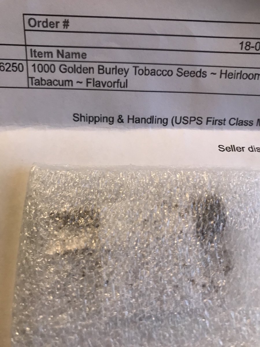 blekslatten's tweet photo. Tobaken till nästa år 👍🌱#egetsnus #tobacco #tobak https://t.co/q06XLW7ETa