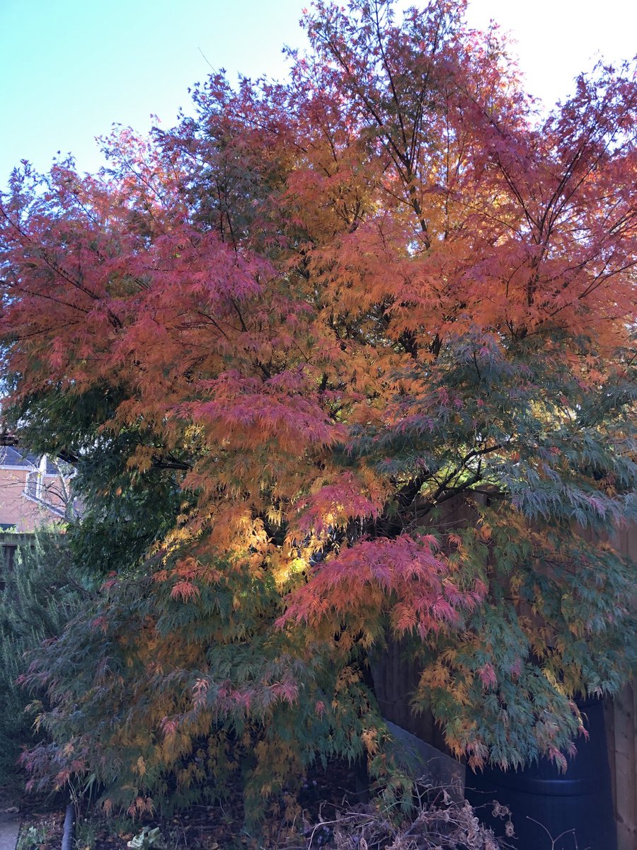 ReesElizabethrj's tweet photo. Our sunlit acer-an horticultural bonfire #Autumnwatch https://t.co/x0wIpEgUC1