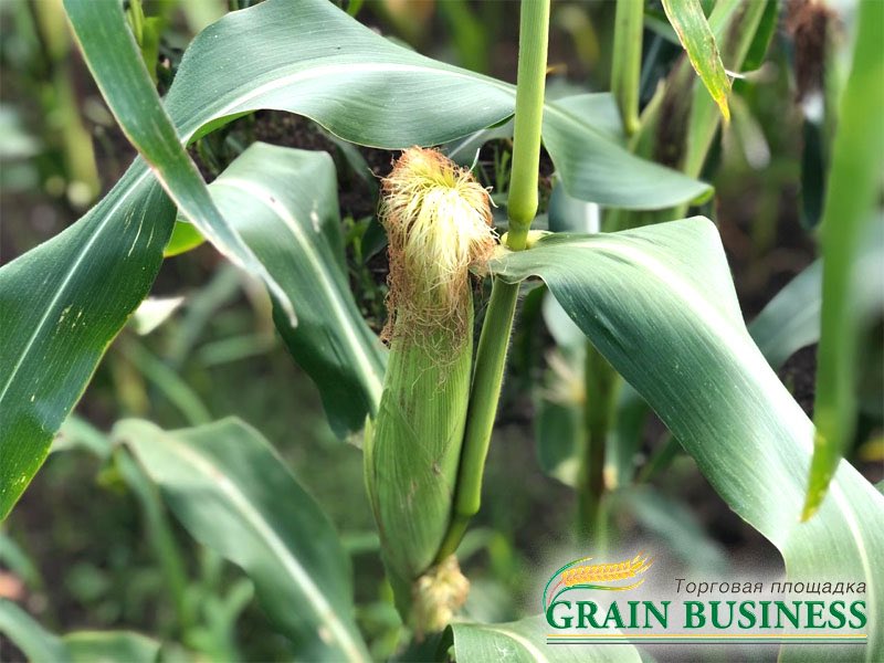 GrainBusiness tweet media