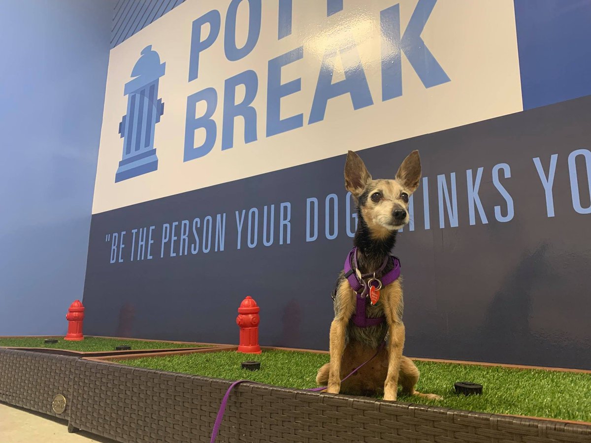 goingplacesCLE's tweet photo. Attn Fur Parents! Our SARA has now been fully completed on the ramp to Concourse A! The graphics were custom printed on an antimicrobial wall film that helps protect against bacteria & fungus. It's easy to clean & protects the walls & our guests (with 2 or 4 legs) safe! https://t.co/hXs46w1ivZ