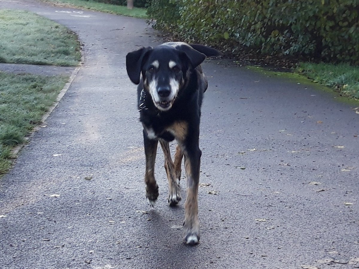 Tetley4463's tweet photo. Sad news Tetley has hemangiosarcoma, hes happy in himself at home but days are numbered 😥 https://t.co/n4btZyFt7d