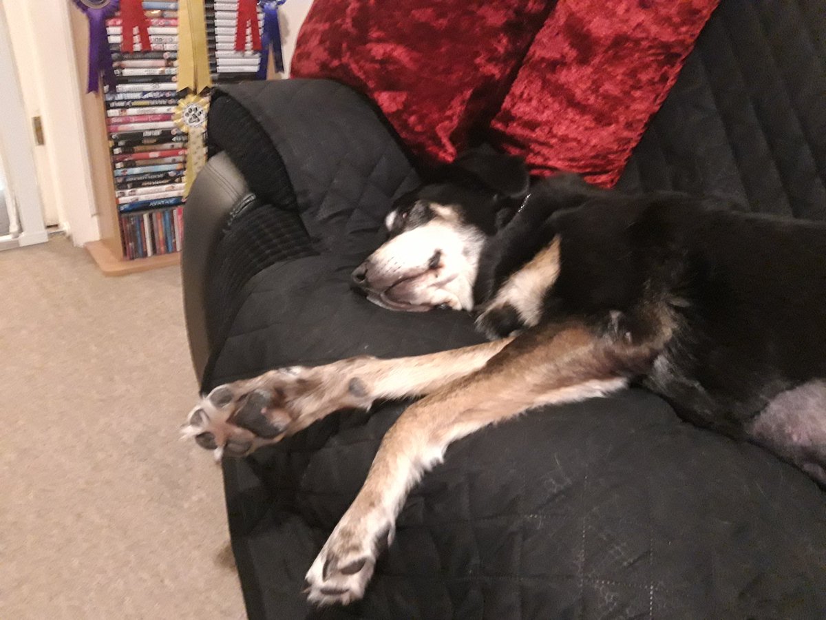 Tetley4463's tweet photo. Sad news Tetley has hemangiosarcoma, hes happy in himself at home but days are numbered 😥 https://t.co/n4btZyFt7d