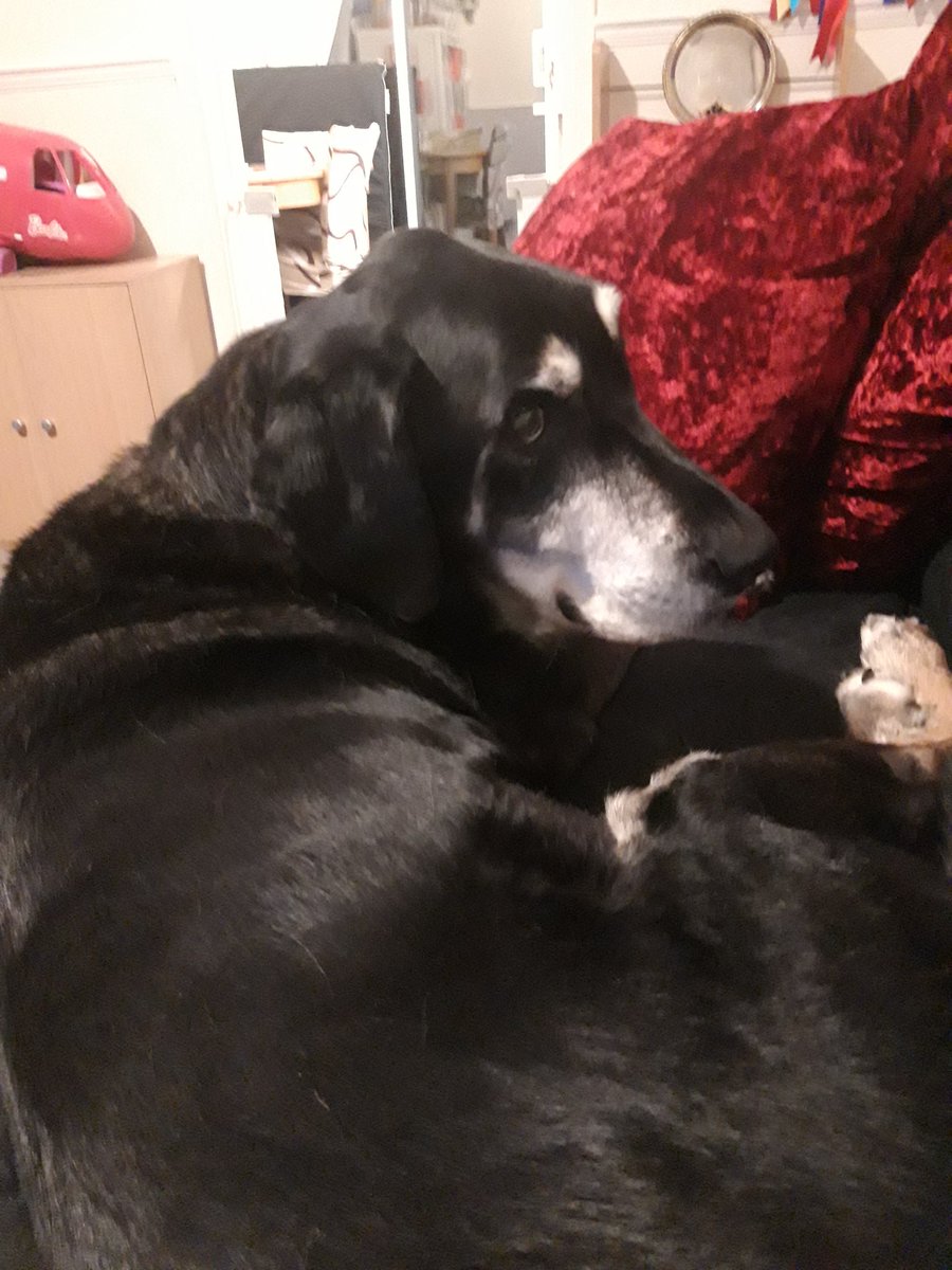 Tetley4463's tweet photo. Sad news Tetley has hemangiosarcoma, hes happy in himself at home but days are numbered 😥 https://t.co/n4btZyFt7d