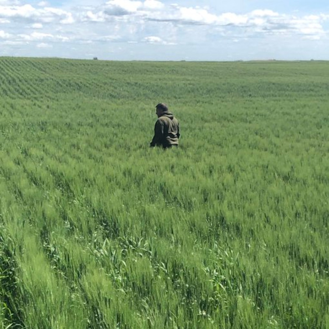 GanaderiayAgro's tweet photo. Great looking Durum field. #PDHGfarms

Vía @douggomex https://t.co/U3j16dtqCV