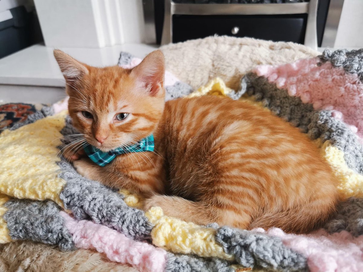 Jod1e1992's tweet photo. Look at my boy, Sebastian, in his new bow tie โค๏ธ
#cats #kittens #cat #kitten #catsofTwitter #kittensofTwitter #cute #bowtie #catsinbowties #sircat https://t.co/07ewzSn6Mv