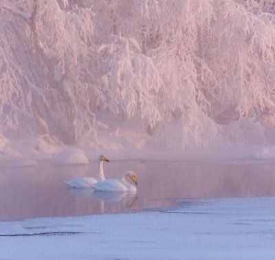 artemisinfurs's tweet photo. winter veiled in gentle pink https://t.co/Sxt0ciZ78C