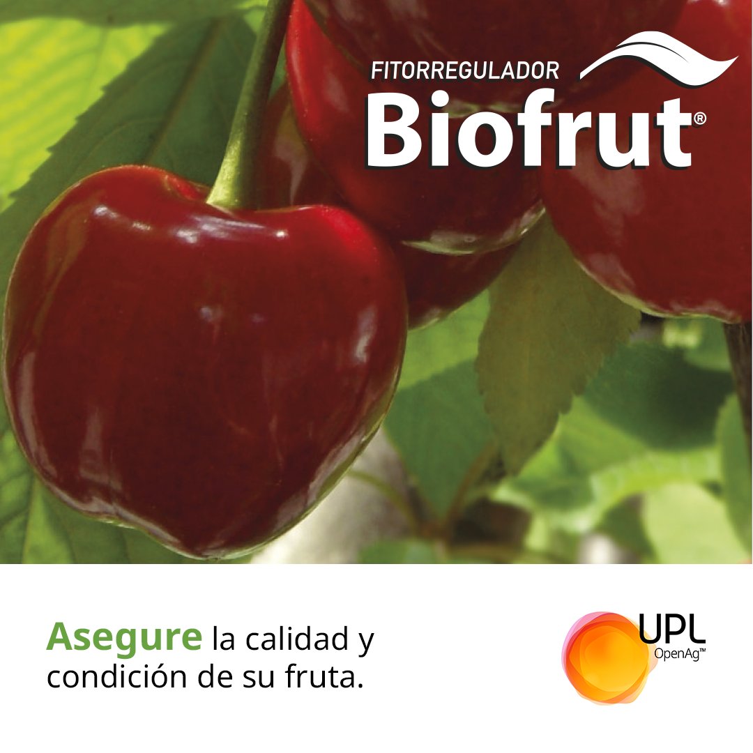 uplagro_chile's tweet photo. Obtén un mejor peso de fruto, firmeza y calibre en tus cerezos con Biofrut® de UPL. 🍒💪
  
Conoce más sobre Biofrut® de UPL en 👉🏻https://t.co/rbfIsOvHgO

#SolucionesUPL #Biofrut #Fitorregulador #FitorreguladordeOrigenNatural #ReguladordeCrecimiento #Cerezos #AgroChile https://t.co/tXCArjyvwH