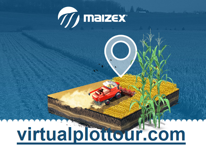 Maizex's tweet photo. Roughly half of the plots on our #virtualplottour have been harvested with results posted. Take a peek and see how our products are performing in your area!
https://t.co/QC2UbOBqE0 
#ontag #cdnag #westcdnag #harvest20 https://t.co/DRY3XjGg5M