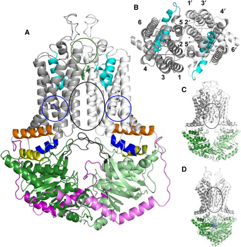 FEBS_Letters's tweet photo. Review: The #ABCG2/BCRP transporter and its variants- from structure to pathology →https://t.co/k86suvl3AN #ABCtransporters #uricacid #metabolism #cancer #gout #drugresistance #structuralbiology #xenobiotics #membraneproteins #proteinfolding #proteintransport #proteintrafficking https://t.co/caj2dU2DV6