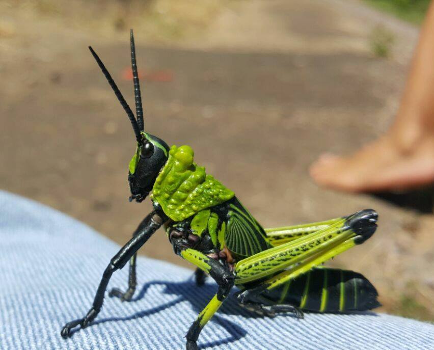 Weird_AnimaIs's tweet photo. The milkweed Grasshopper.

(Photo: Lamese Bryczkowska) https://t.co/2FjinLcbdz