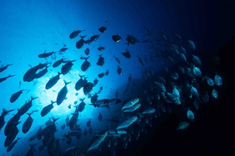 NautilusMag's tweet photo. The Earth-Shaping Animal Migration No One Ever Sees
“If you can think of an open ocean animal, there’s a pretty good chance that it goes through some form of vertical migration"
https://t.co/hmQxqa3U2A
@noaaocean @OurOcean @oceanfdn #withscience #sciencemagazine #oceans #marine https://t.co/aCBQ8wkU3T