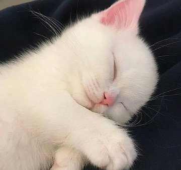 nilsonarj's tweet photo. detalhes de um gatinho para desintoxicar sua tml https://t.co/TSnI39kXHn