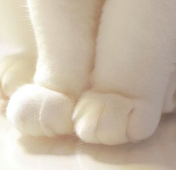 nilsonarj's tweet photo. detalhes de um gatinho para desintoxicar sua tml https://t.co/TSnI39kXHn