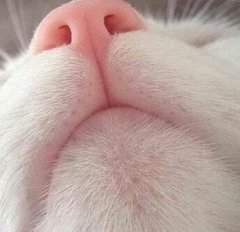 nilsonarj's tweet photo. detalhes de um gatinho para desintoxicar sua tml https://t.co/TSnI39kXHn