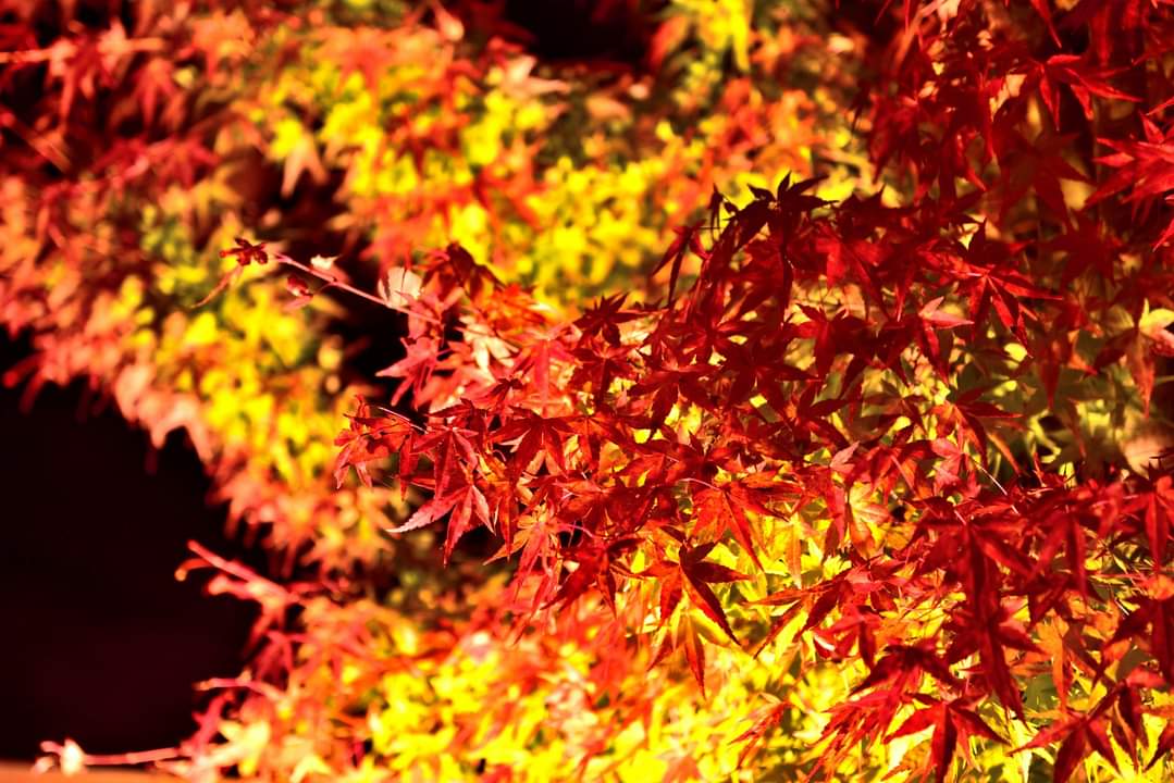 ひるぜん焼そば好いとん会 蒜山観光協会 蒜山 福王寺 では紅葉の色づきにあわせてライトアップを実施中 なんでも毎日微妙に照明の位置を変更されているんだとか 住職さんコダワリのライトアップを見に是非お立ち寄りくださいね そして境内から