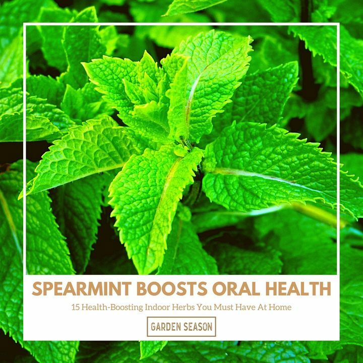 With spearmint growing indoors at your home, you can have fresh breath all year round for free. Spearmint has antibacterial properties that help eliminate bad bacteria in the mouth as well as internally.

bit.ly/indoor-herbs-h…