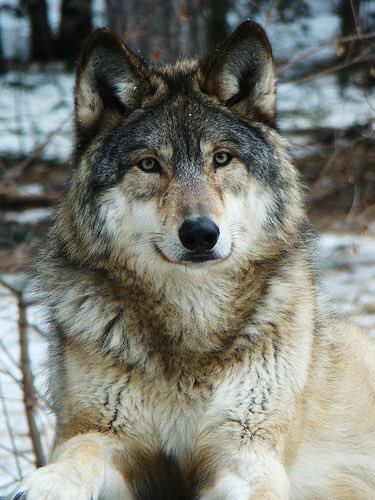 evelyn_m_k's tweet photo. Good Morning Pack, another day waiting to see whoโs president. Hope youโre all having a great day!โค๏ธ๐๐บ๐ป @Nokomaq @DianeRedelinghu @MiriBen2 @nkDarkDrgmailc1 @GichiGumee @hugwildlife @DerekPa56710094 @rotrujo @Graywolf080458 #SaveWolvesBears #AdoptaNoCompres #BanIditQuest๐๐ถ๐ https://t.co/k66fLwgUrG