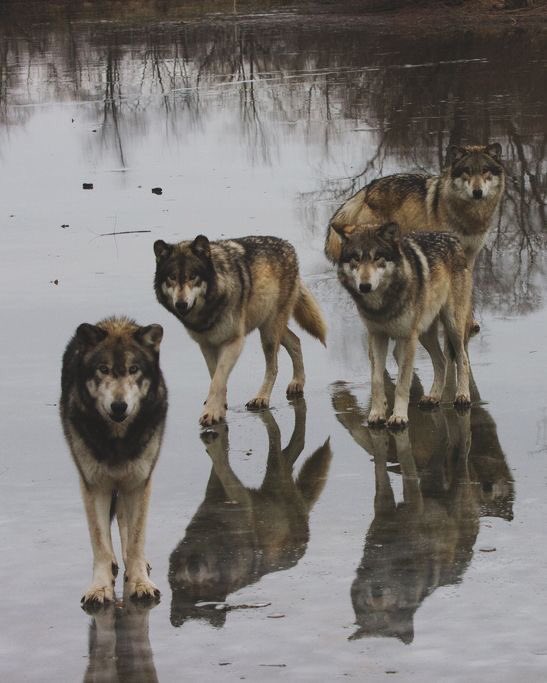 evelyn_m_k's tweet photo. Good Morning Pack, another day waiting to see whoโs president. Hope youโre all having a great day!โค๏ธ๐๐บ๐ป @Nokomaq @DianeRedelinghu @MiriBen2 @nkDarkDrgmailc1 @GichiGumee @hugwildlife @DerekPa56710094 @rotrujo @Graywolf080458 #SaveWolvesBears #AdoptaNoCompres #BanIditQuest๐๐ถ๐ https://t.co/k66fLwgUrG