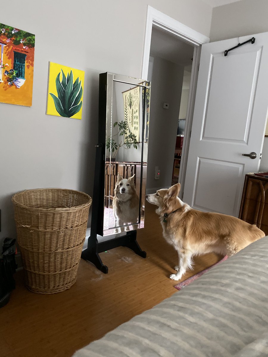 My dog has been watching me. Using the mirrors.