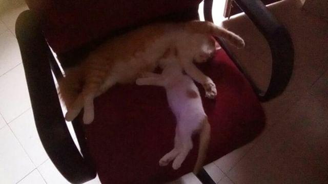 A Fox from Berlin 🏴󠁧󠁢󠁳󠁣󠁴󠁿🏴󠁧󠁢󠁥󠁮󠁧󠁿 tweet media