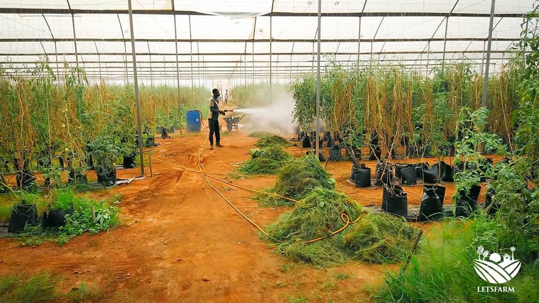 letsfarm_co's tweet photo. @letsfarm_co greenhouse tomatoe farm. https://t.co/OZaQK2cxtt