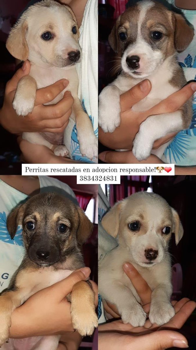 Hola gente de catamarca!! rescate estas perritas y necesito encontrarles dueños responsables, agradeceria si me ayudan difundiendo  esta imagen ❤🐶