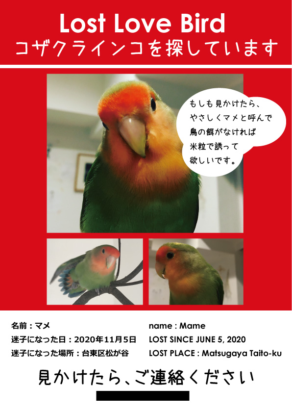 まめ コザクラインコ 捜索中 迷い鳥 迷子鳥 迷いインコ 東京都 警察に届けました ポスターを作ったけれど 電柱には貼れないですね いざ作ったはいいけれど マメに気づいてもらうためには どこに貼ったりポスティングしたらいいのやら まずは