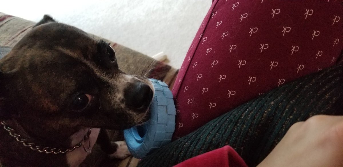 GarjenJ's tweet photo. @HowtoADHD My Luna with her chewy tire.... https://t.co/0anwYknG87