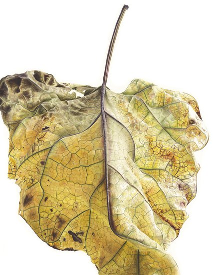 Watercolour painting from the 'Leafscape' series, by Jessica Rosemary Shepherd, contemporary ethnobotanical artist #womensart